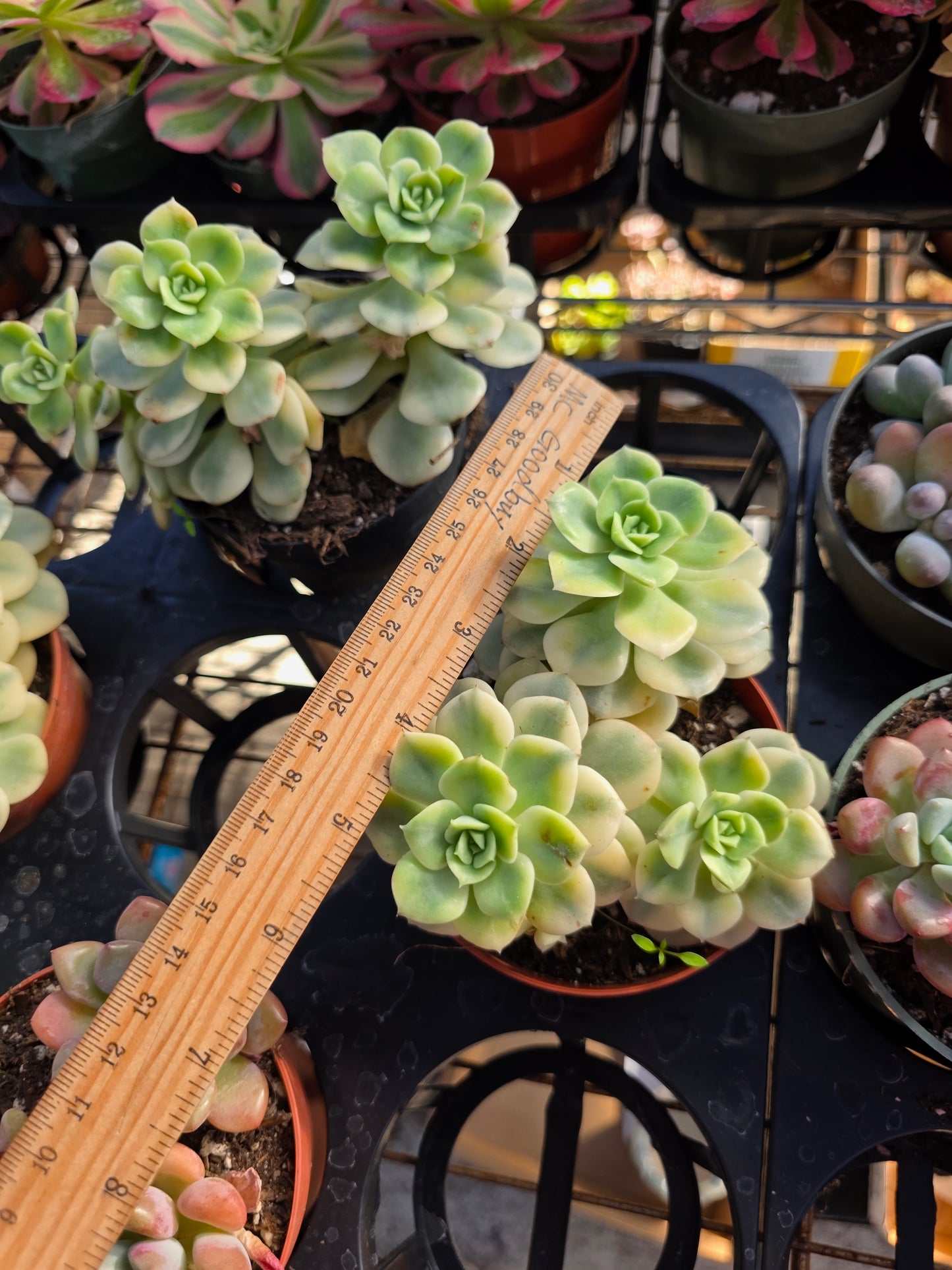 Imported Nicole var.