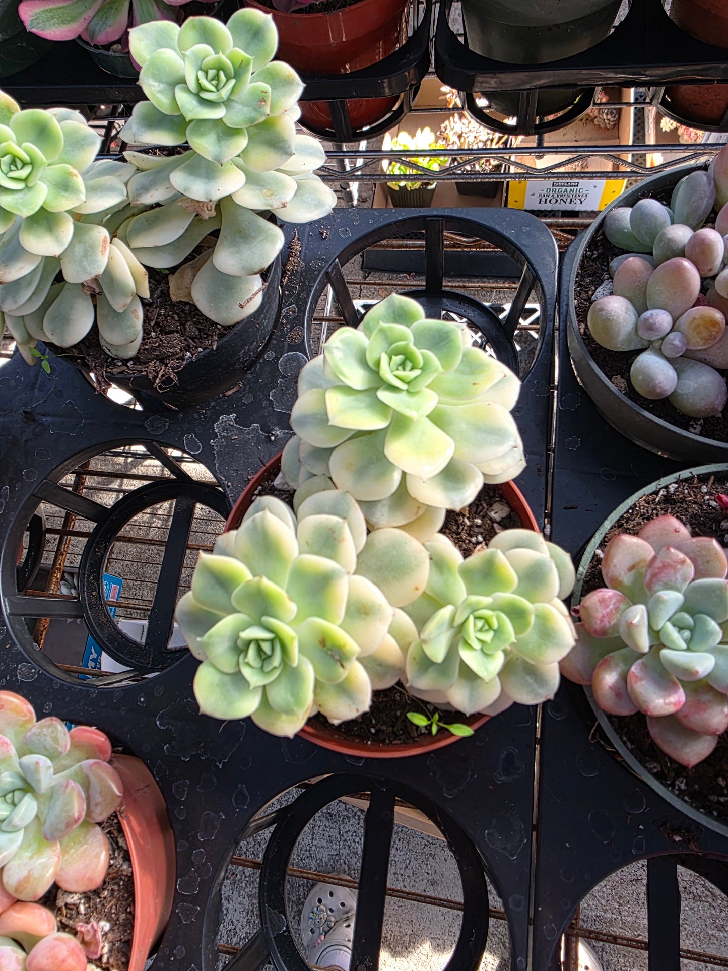 Imported Nicole var.