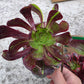 1 set of imported aeonium 15 pcs 4inch single head