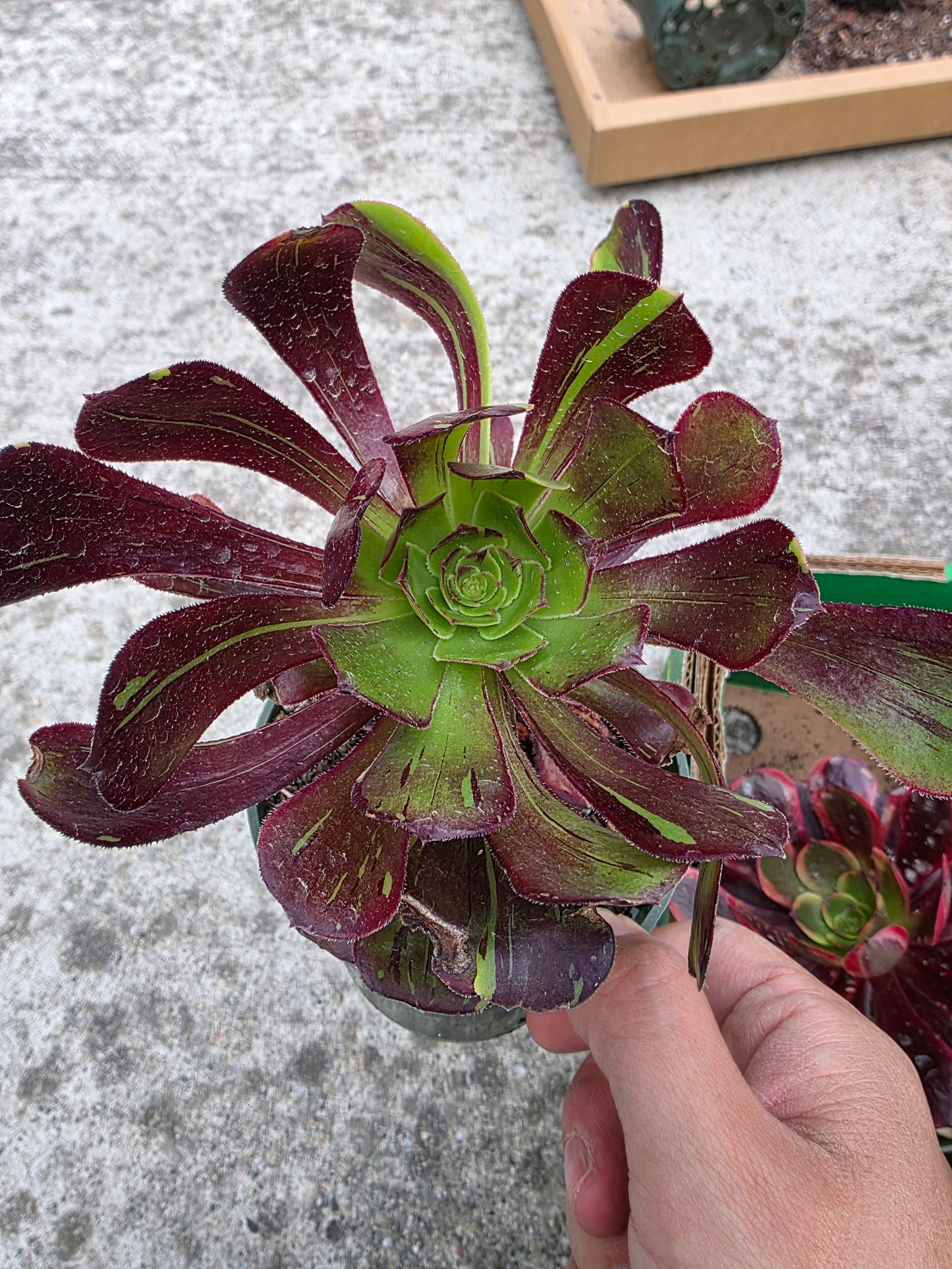 1 set of imported aeonium 15 pcs 4inch single head