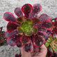 1 set of imported aeonium 15 pcs 4inch single head