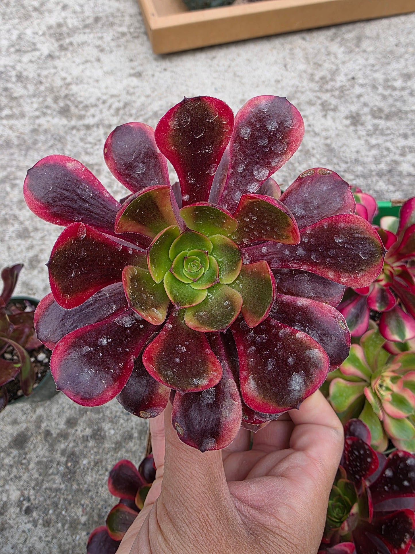 1 set of imported aeonium 15 pcs 4inch single head