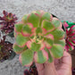 1 set of imported aeonium 15 pcs 4inch single head