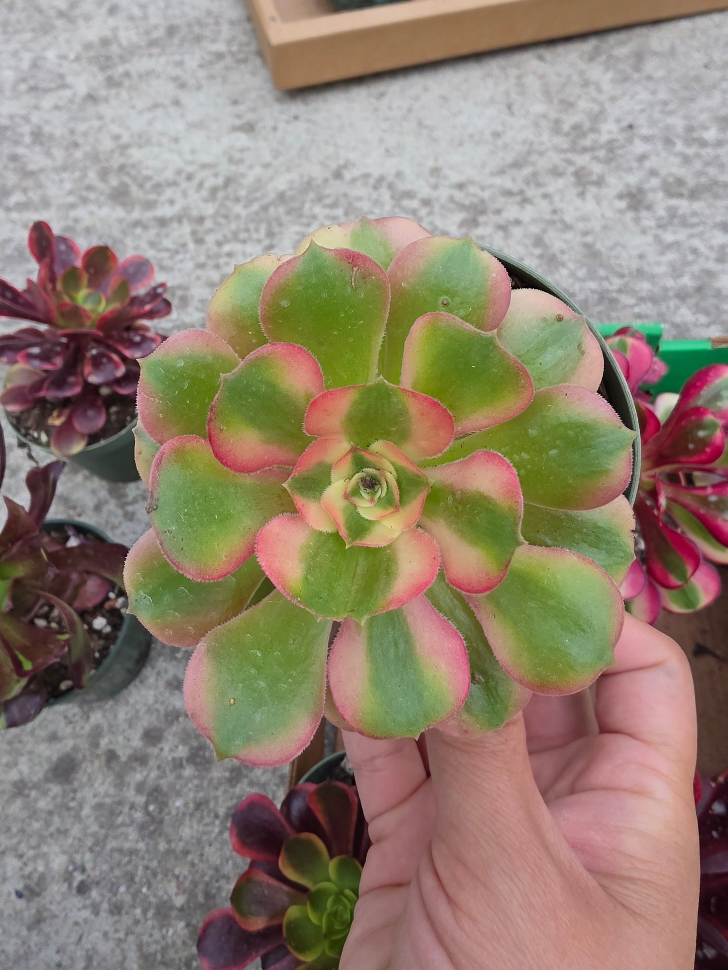 1 set of imported aeonium 15 pcs 4inch single head