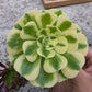 1 set of imported aeonium 15 pcs 4inch single head