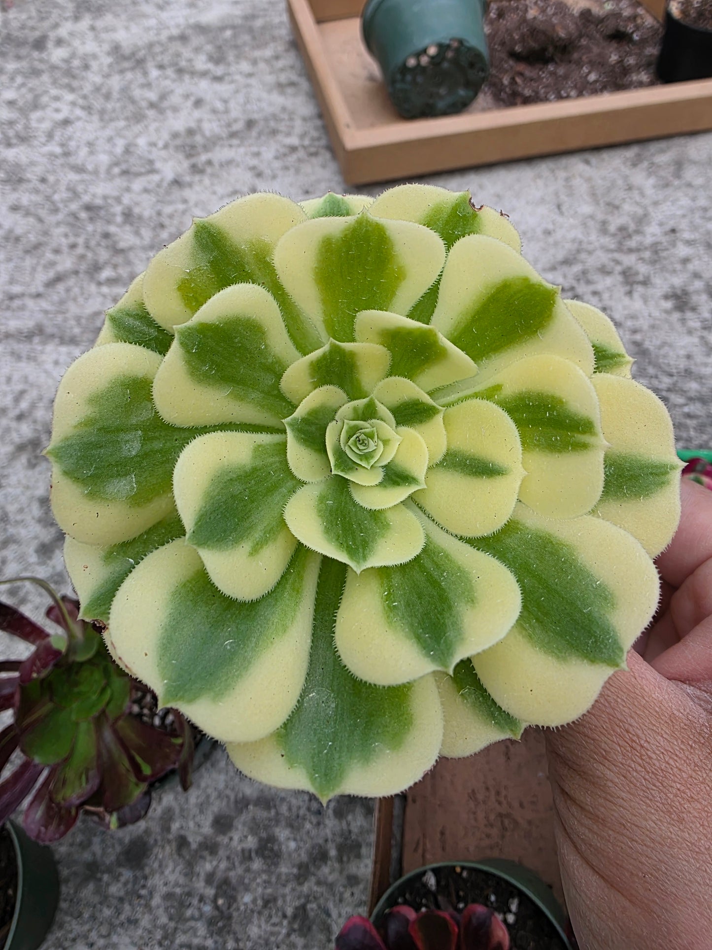 1 set of imported aeonium 15 pcs 4inch single head