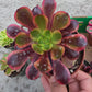 1 set of imported aeonium 15 pcs 4inch single head