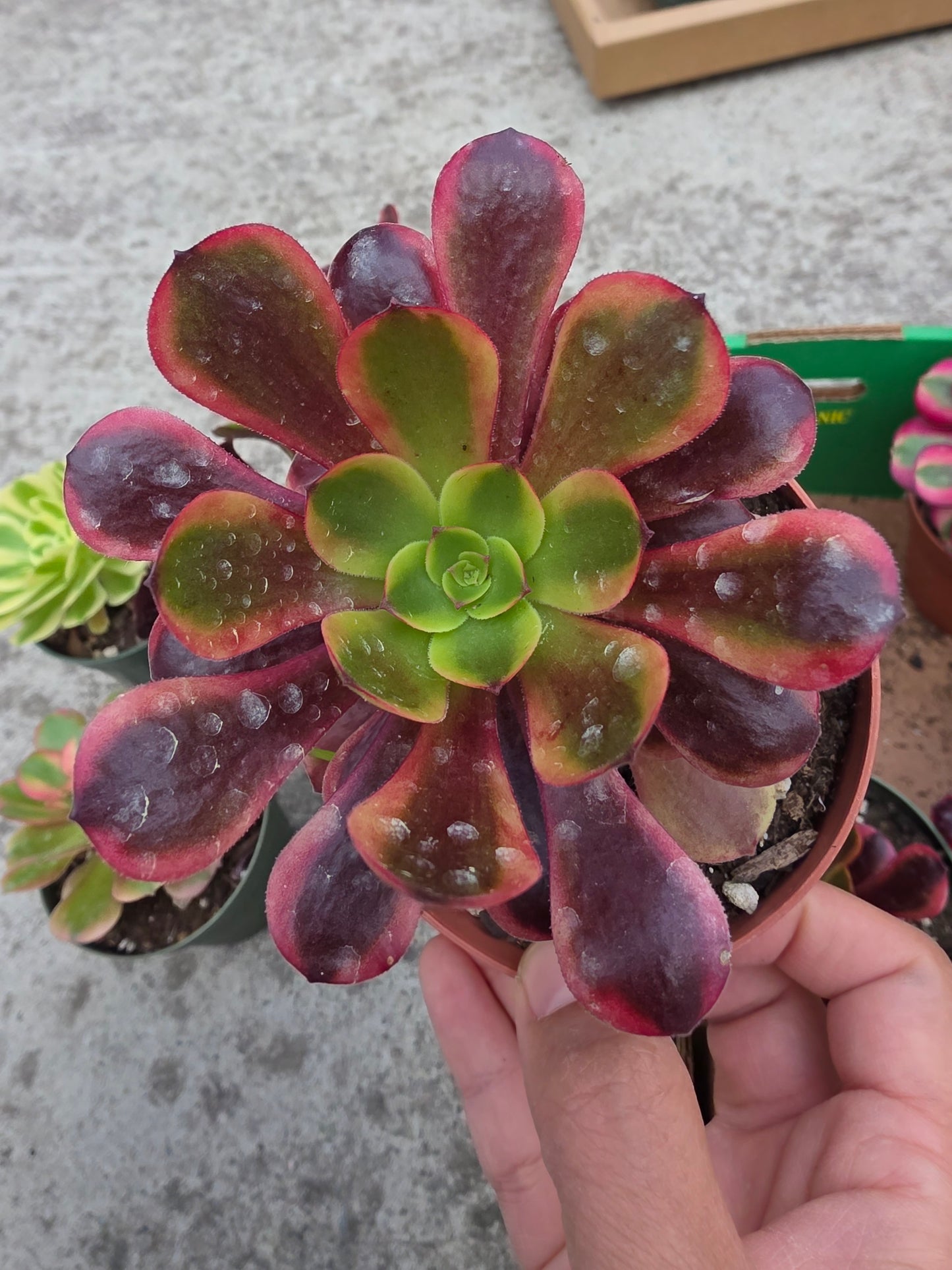 1 set of imported aeonium 15 pcs 4inch single head
