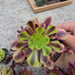 1 set of imported aeonium 15 pcs 4inch single head