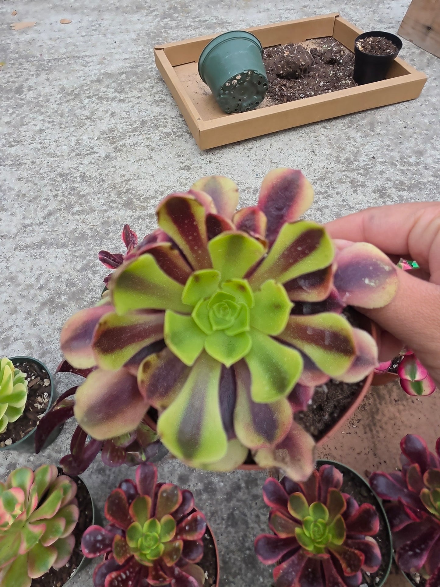 1 set of imported aeonium 15 pcs 4inch single head