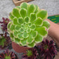 1 set of imported aeonium 15 pcs 4inch single head