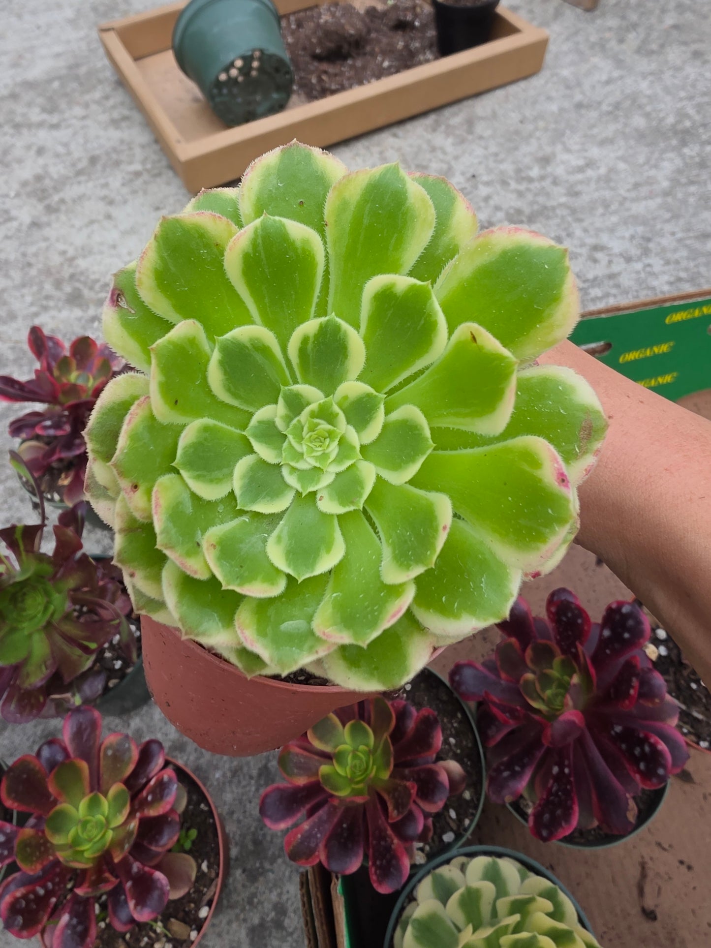 1 set of imported aeonium 15 pcs 4inch single head