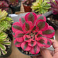 1 set of imported aeonium 15 pcs 4inch single head