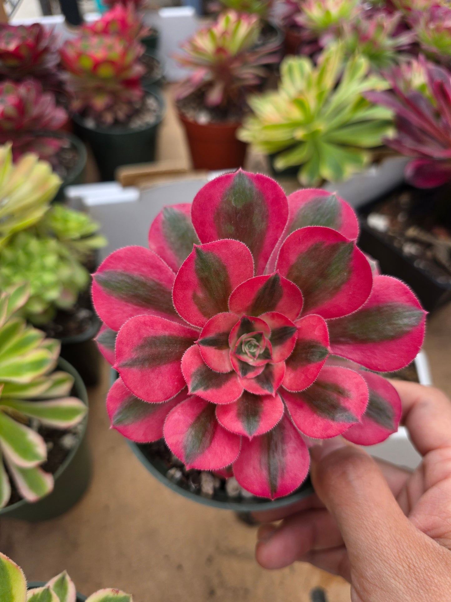 1 set of imported aeonium 15 pcs 4inch single head