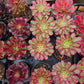 1 set of imported aeonium 15 pcs 4inch single head