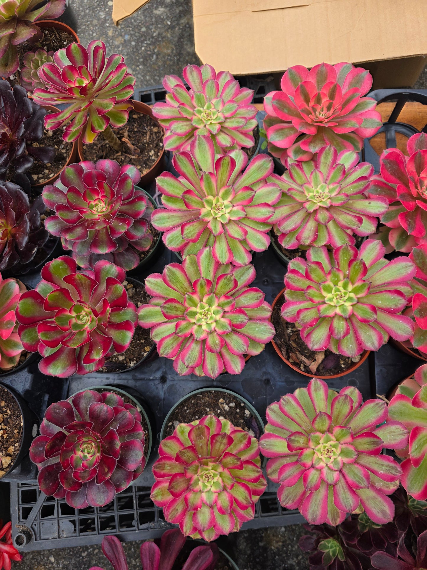 1 set of imported aeonium 15 pcs 4inch single head