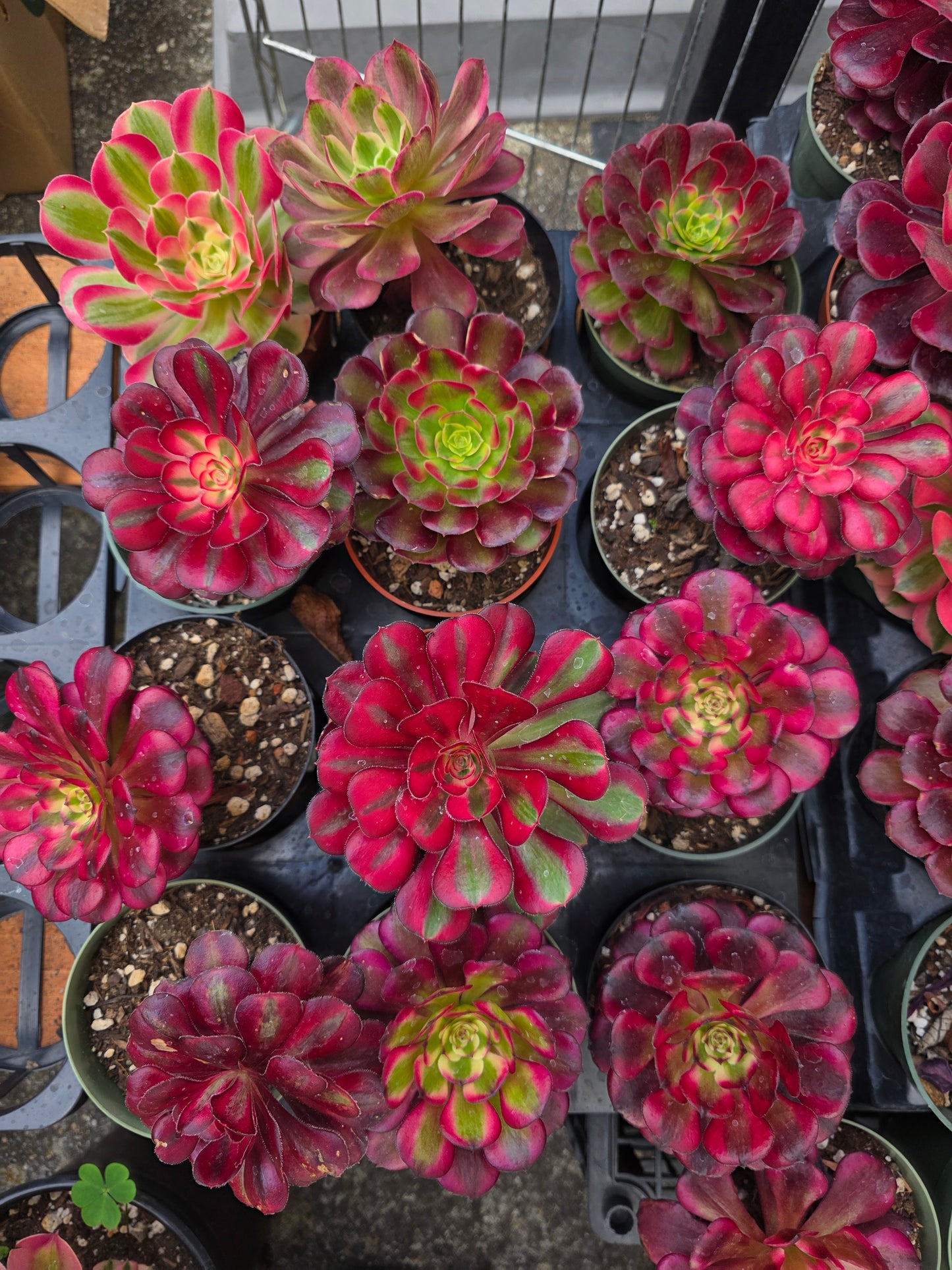 1 set of imported aeonium 15 pcs 4inch single head