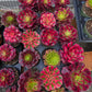 1 set of imported aeonium 15 pcs 4inch single head