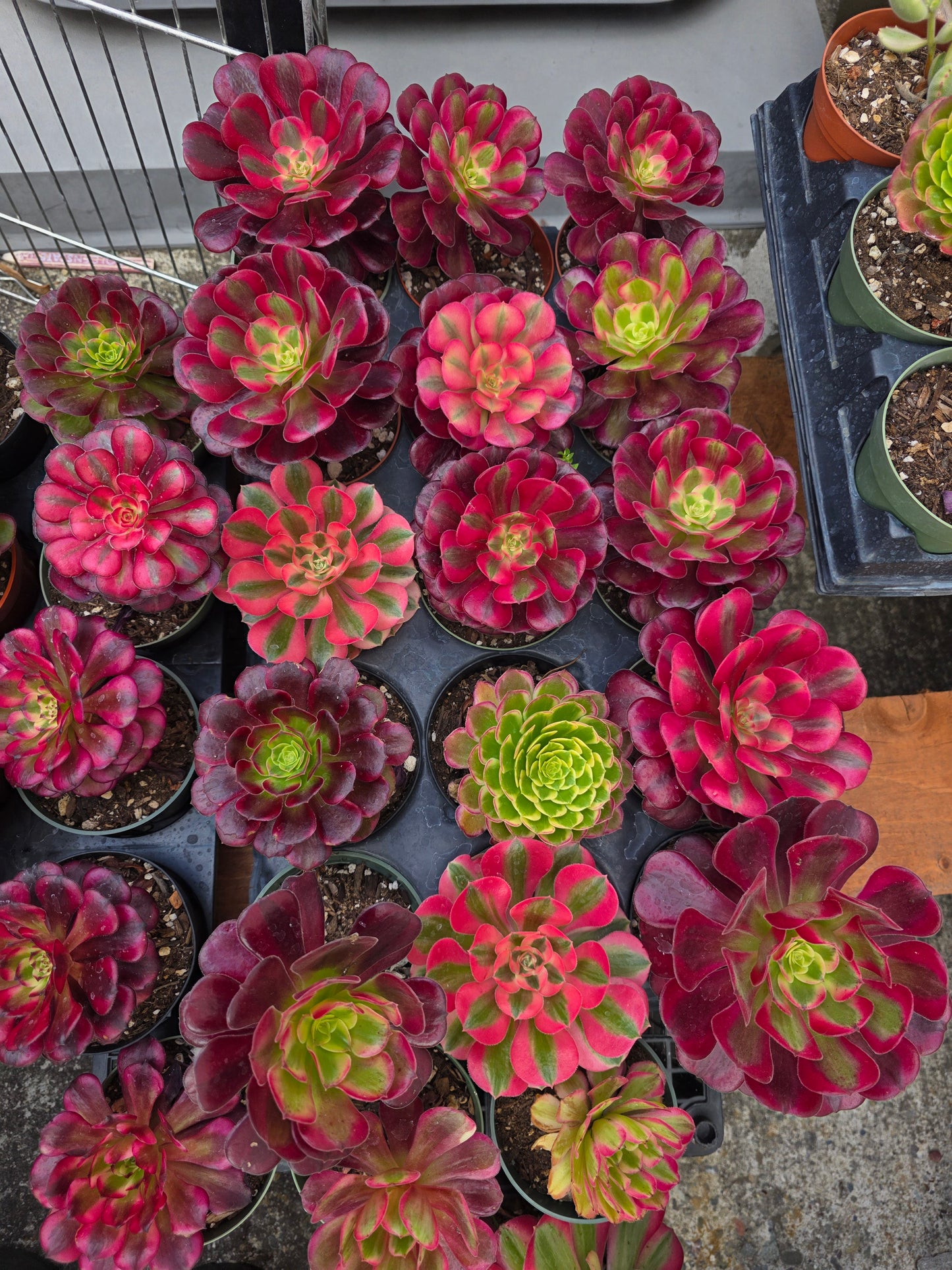 1 set of imported aeonium 15 pcs 4inch single head