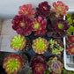 1 set of imported aeonium 15 pcs 4inch single head