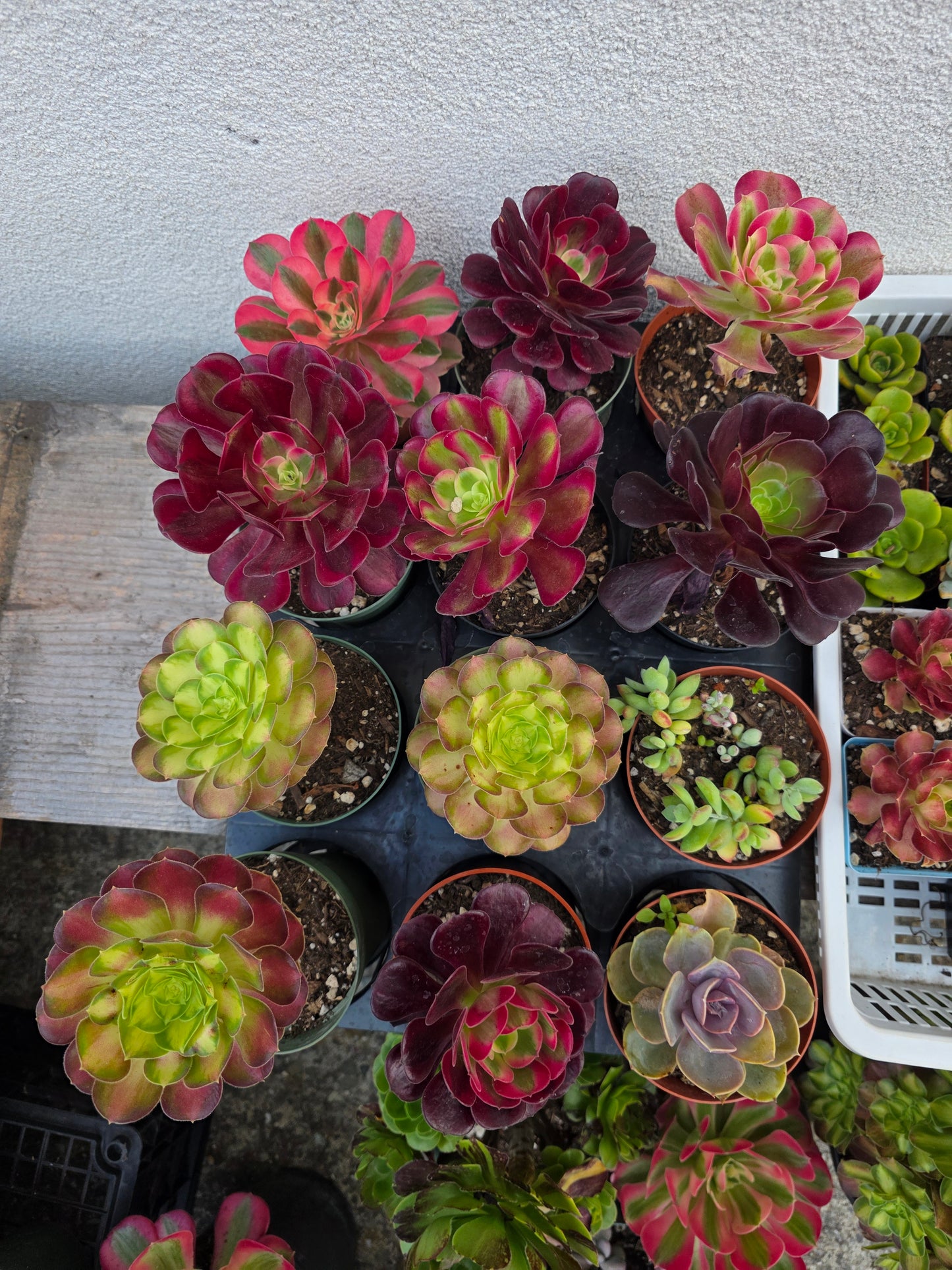1 set of imported aeonium 15 pcs 4inch single head