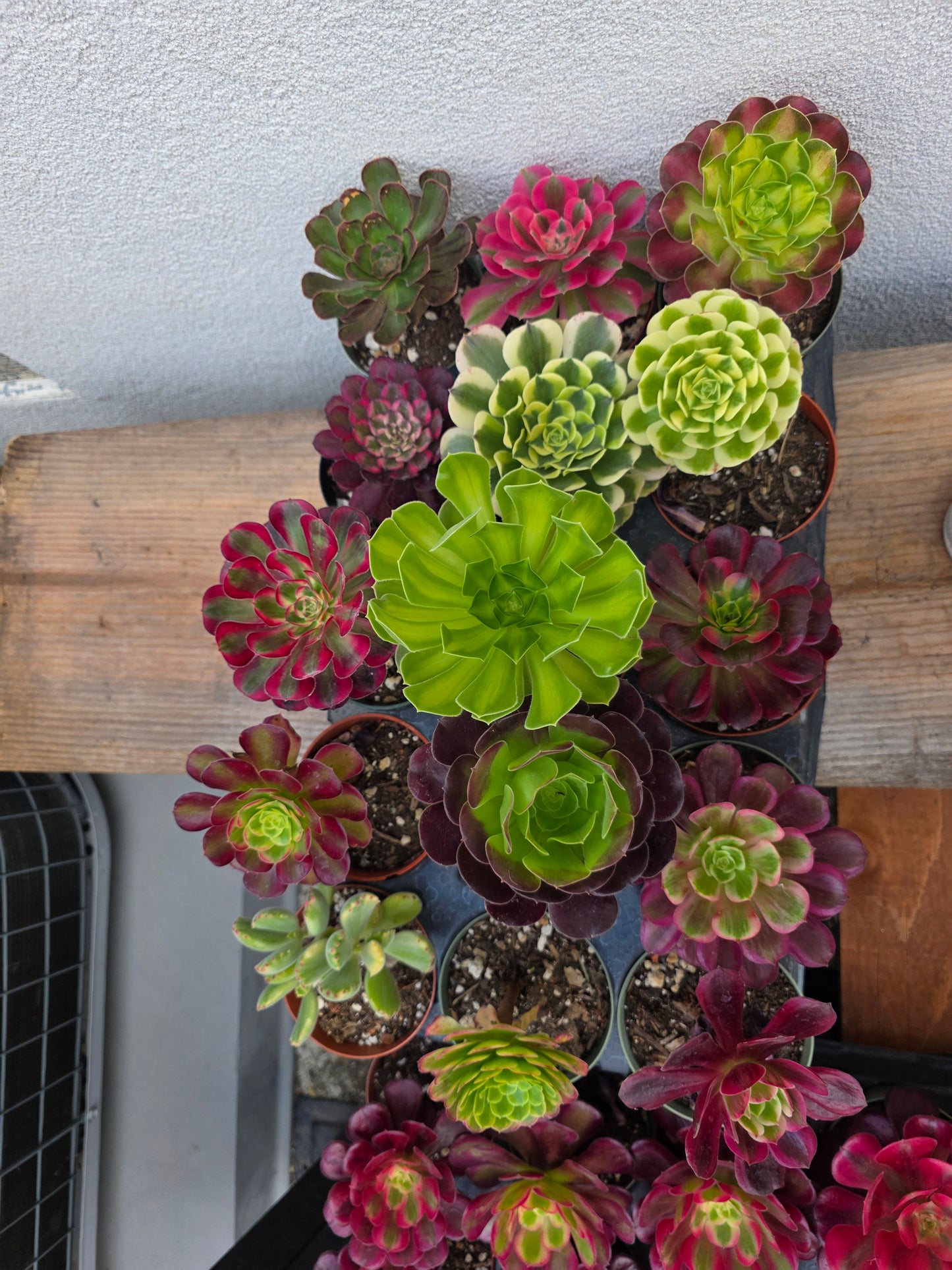 1 set of imported aeonium 15 pcs 4inch single head