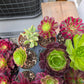 1 set of imported aeonium 15 pcs 4inch single head
