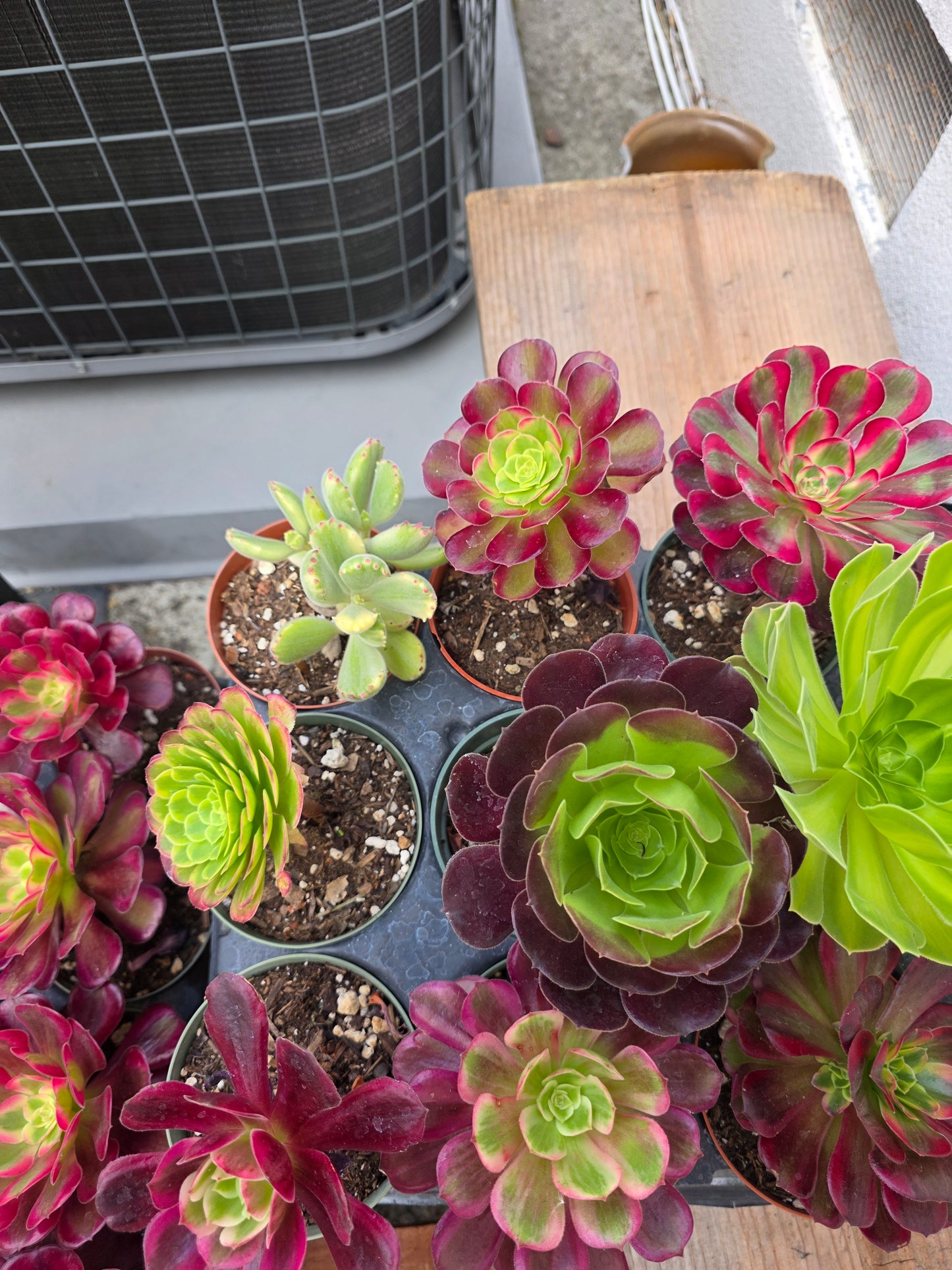 1 set of imported aeonium 15 pcs 4inch single head