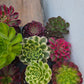 1 set of imported aeonium 15 pcs 4inch single head