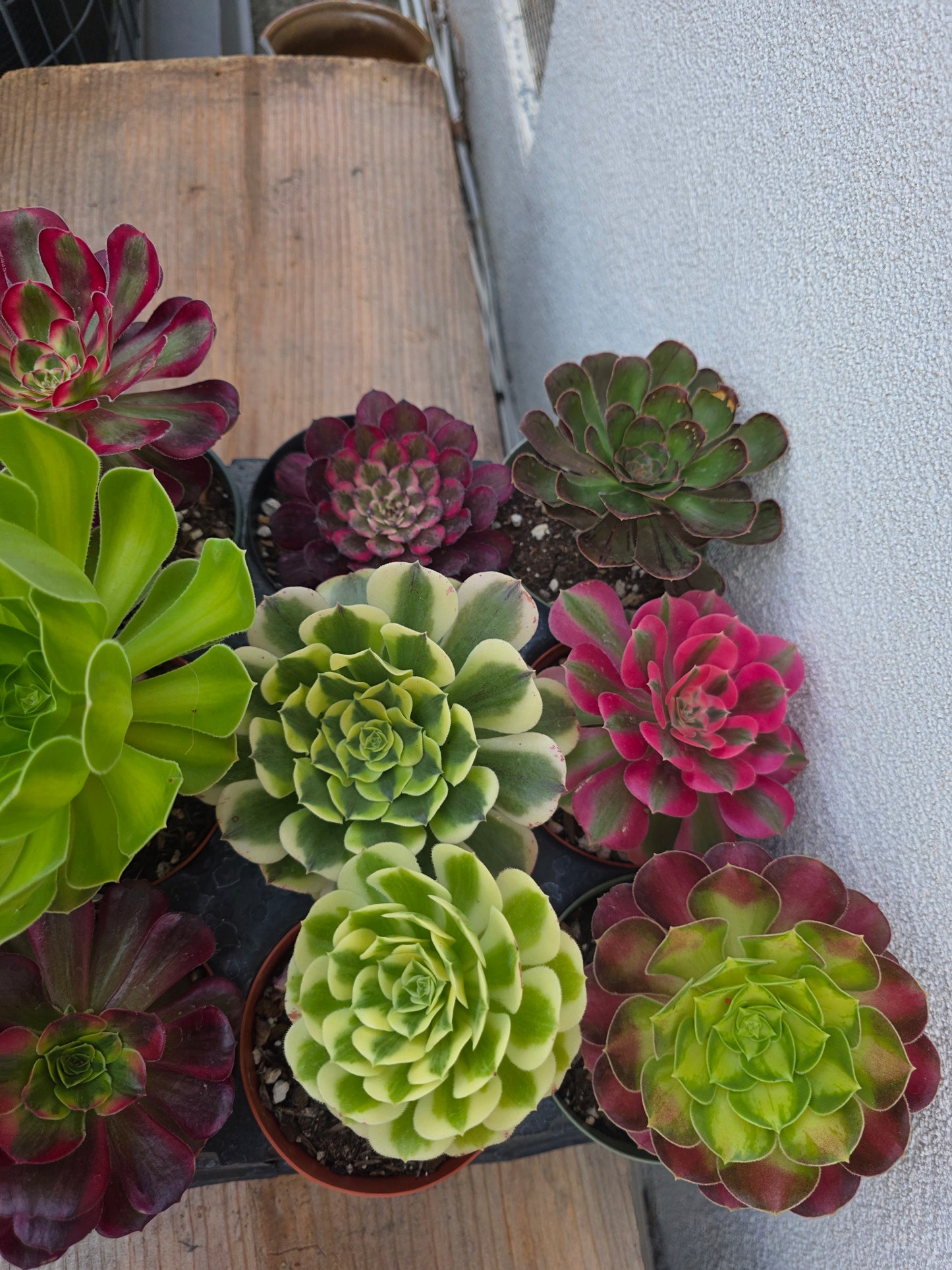 1 set of imported aeonium 15 pcs 4inch single head