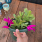 thanksgiving cactus
