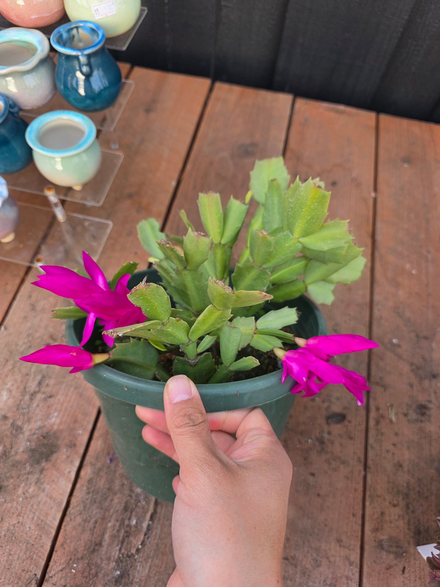 thanksgiving cactus