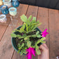 thanksgiving cactus