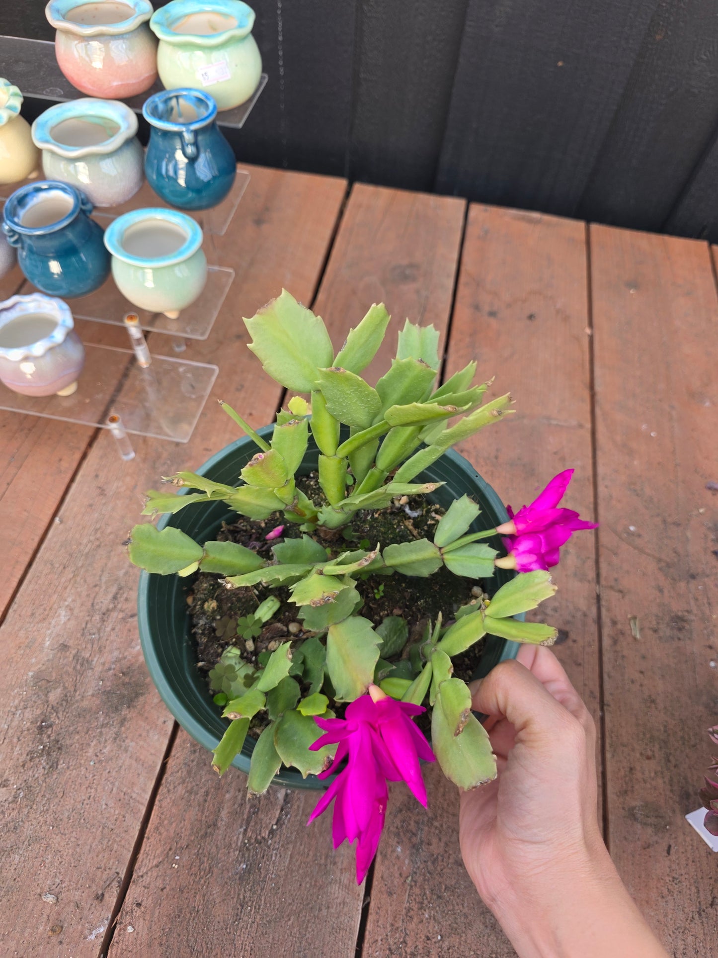 thanksgiving cactus