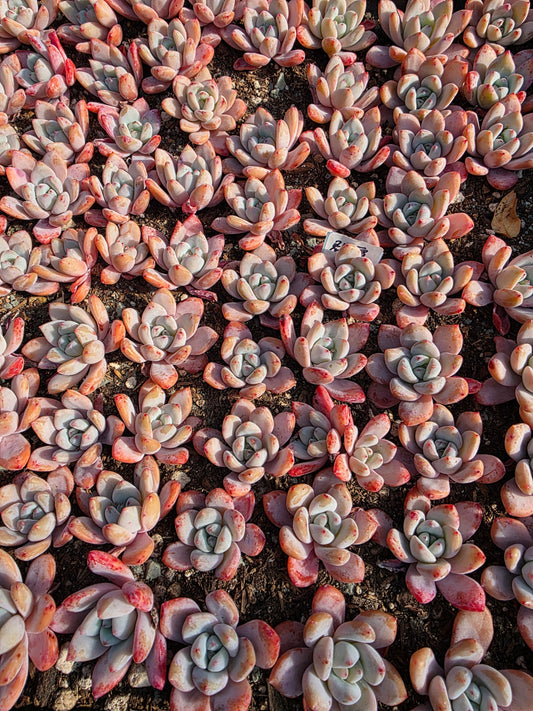 Imported star snow 2pc