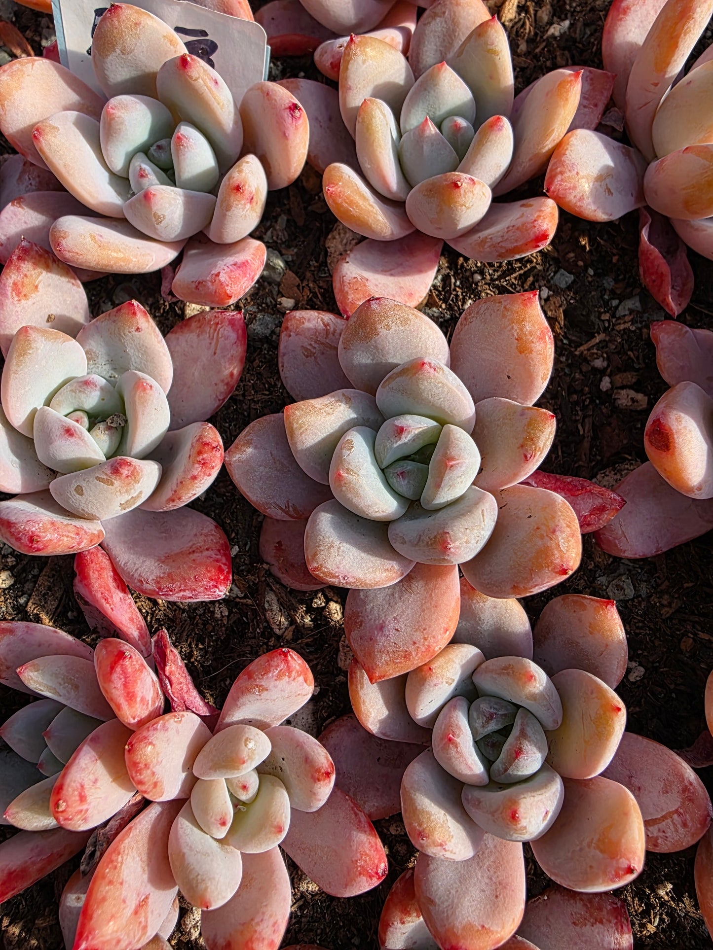 Imported star snow 2pc