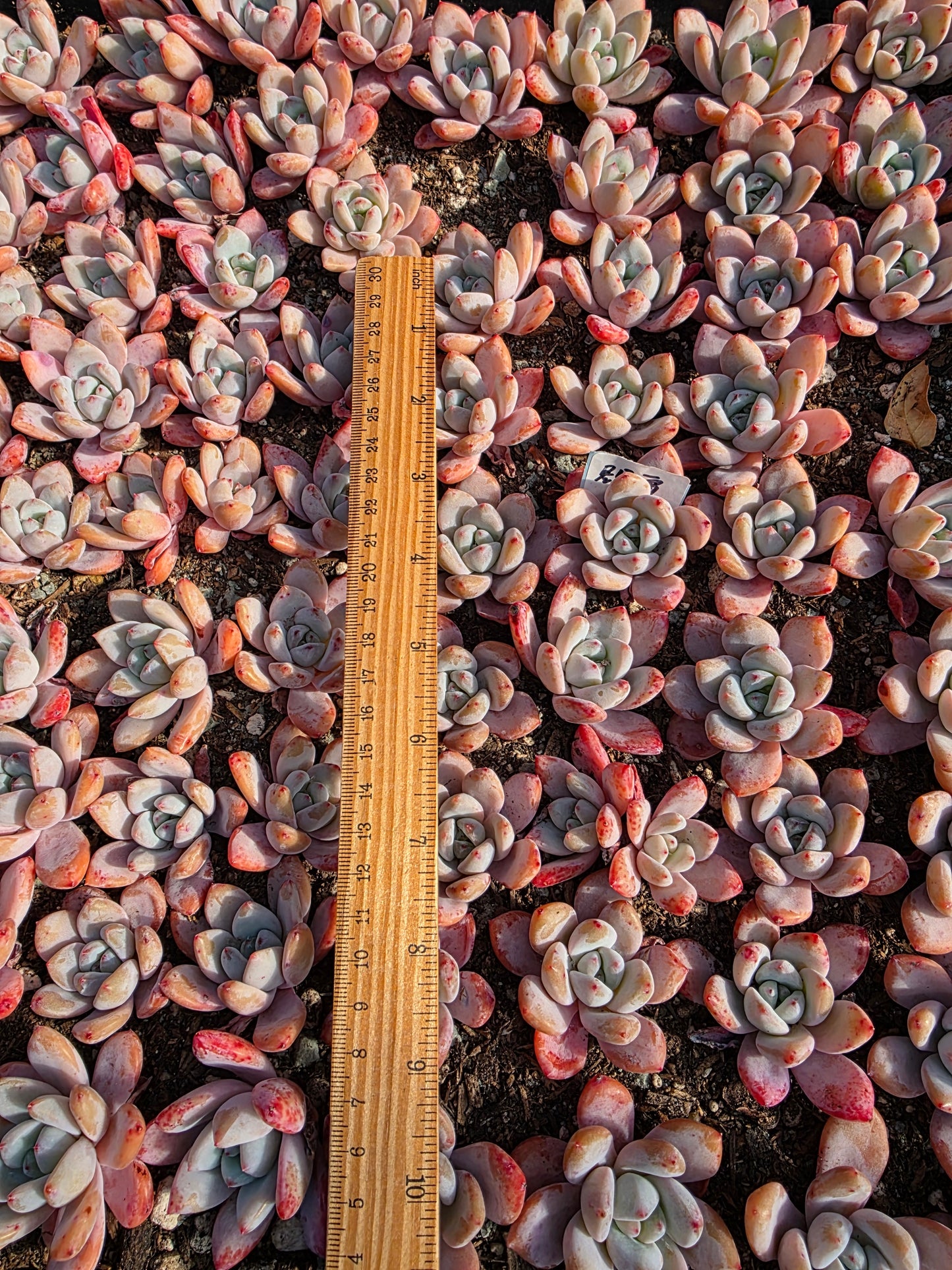 Imported star snow 2pc