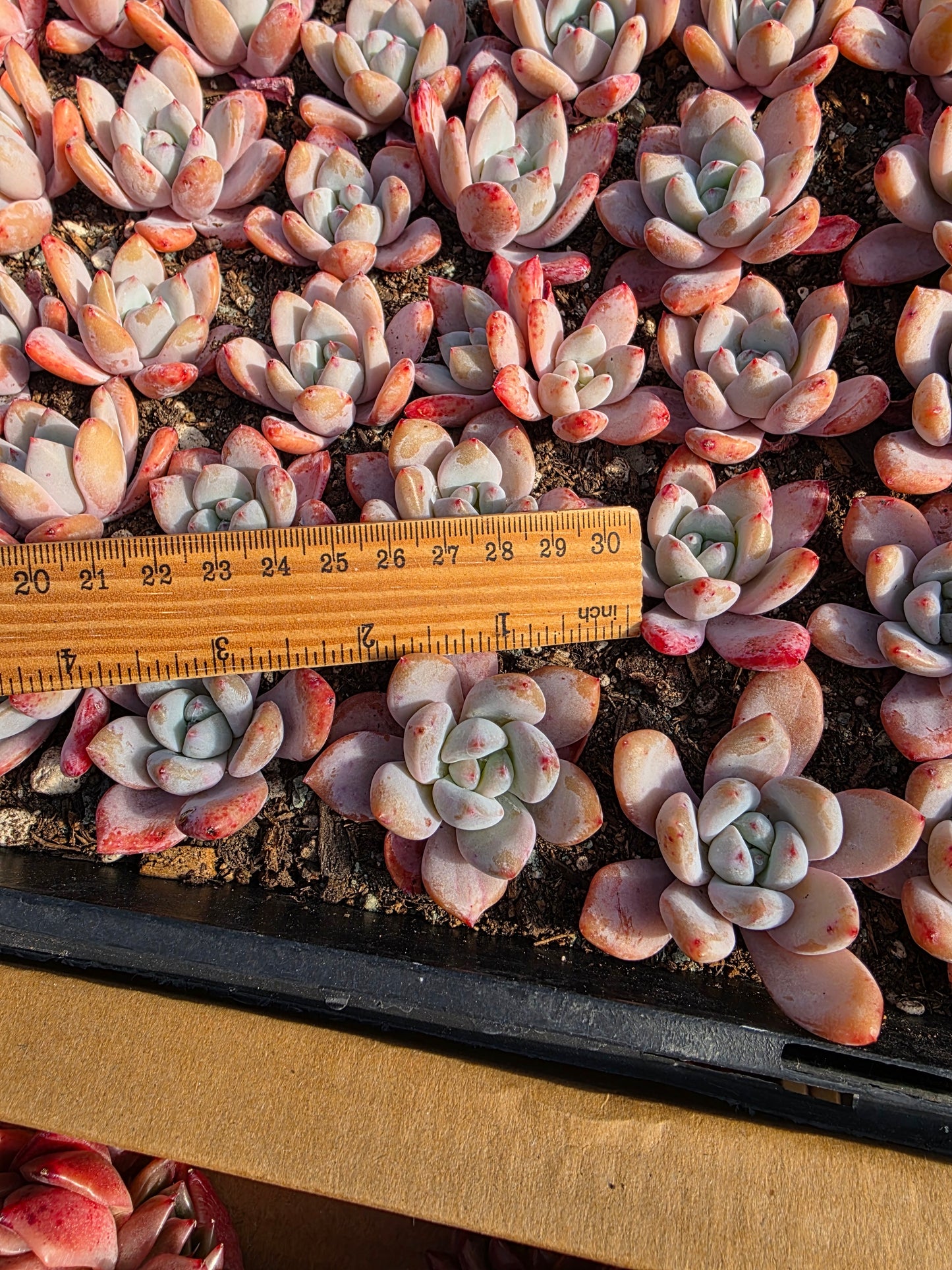 Imported star snow 2pc