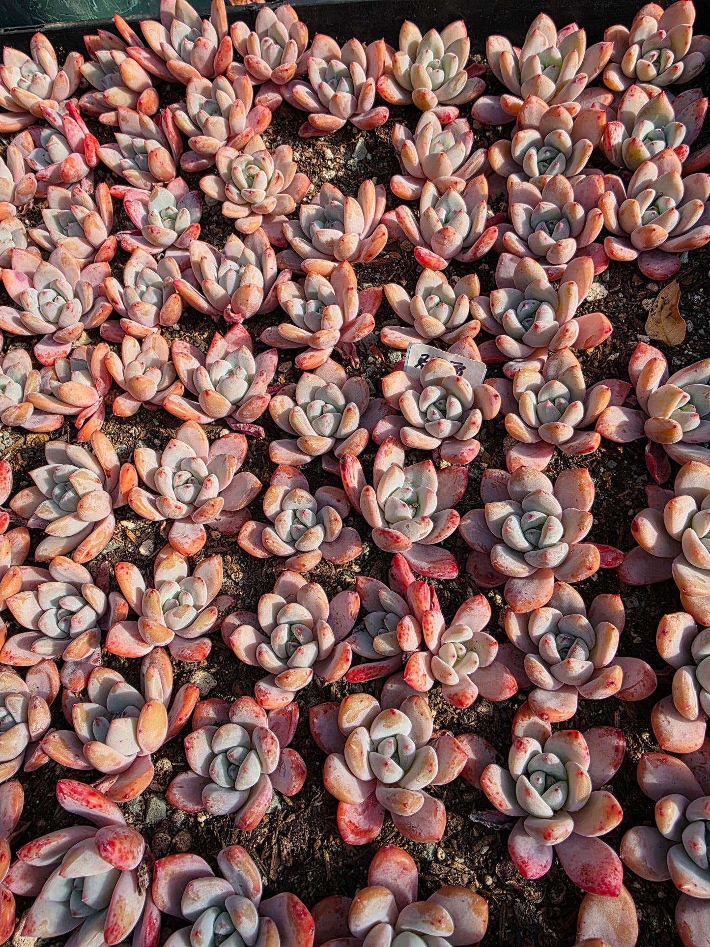 Imported star snow 2pc