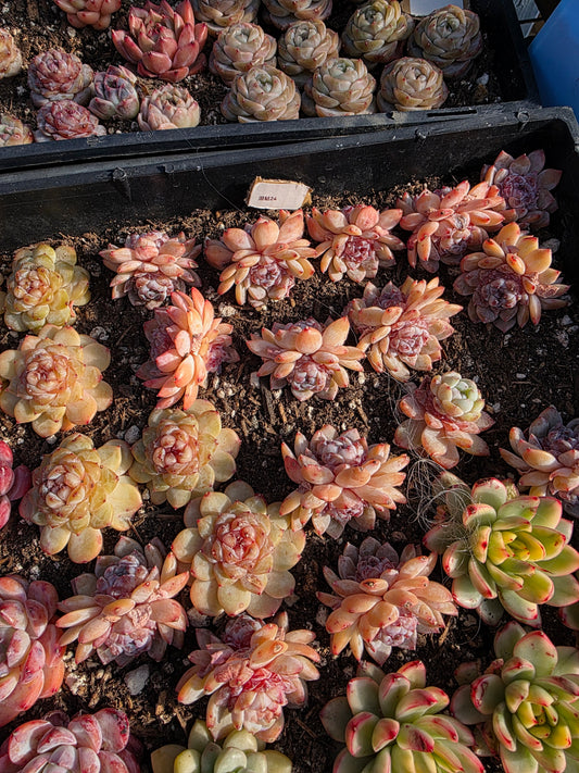 Imported tear jenny 1pc