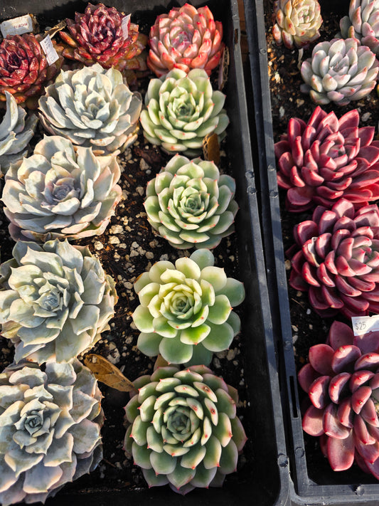 Imported mrs. rose var 1pc