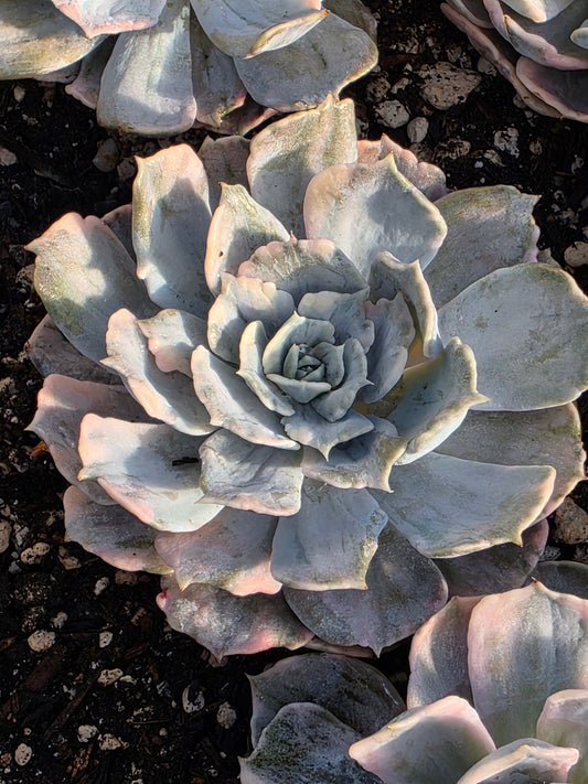 Imported Lilacina var