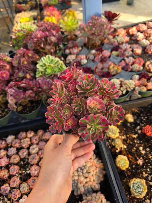 Imported pink witch tea cup