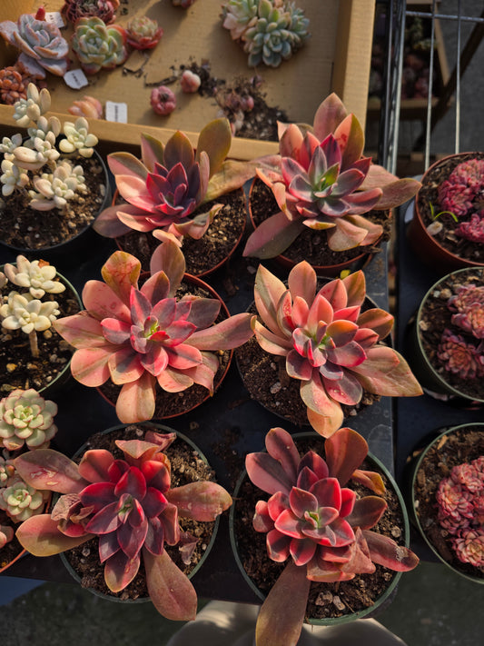 Imported Hanaikada var 1pc