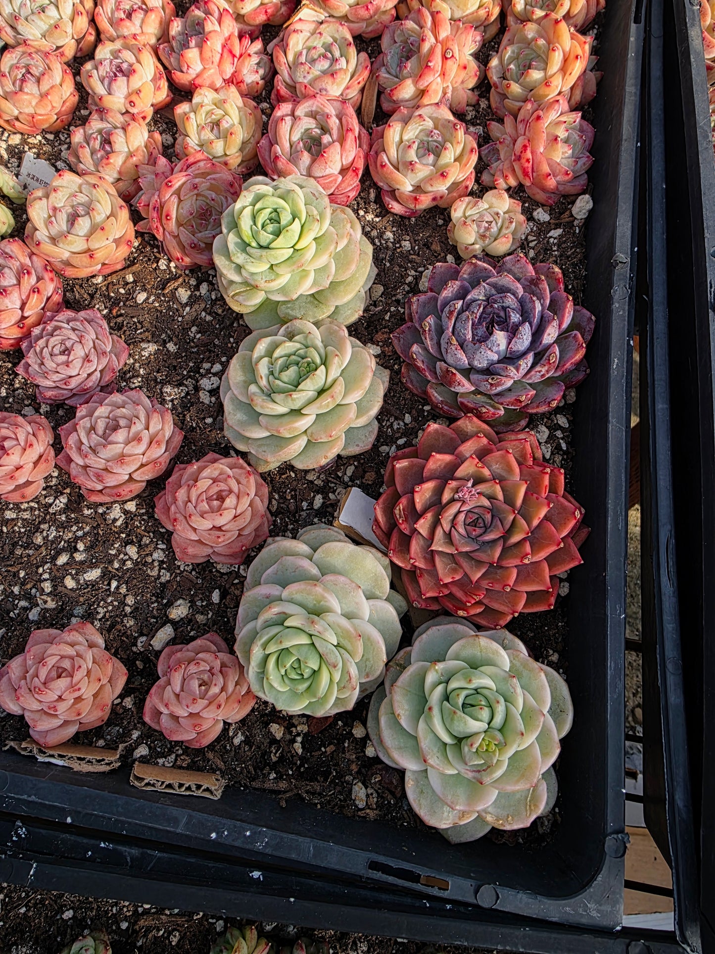 Imported Pudge var 1pc