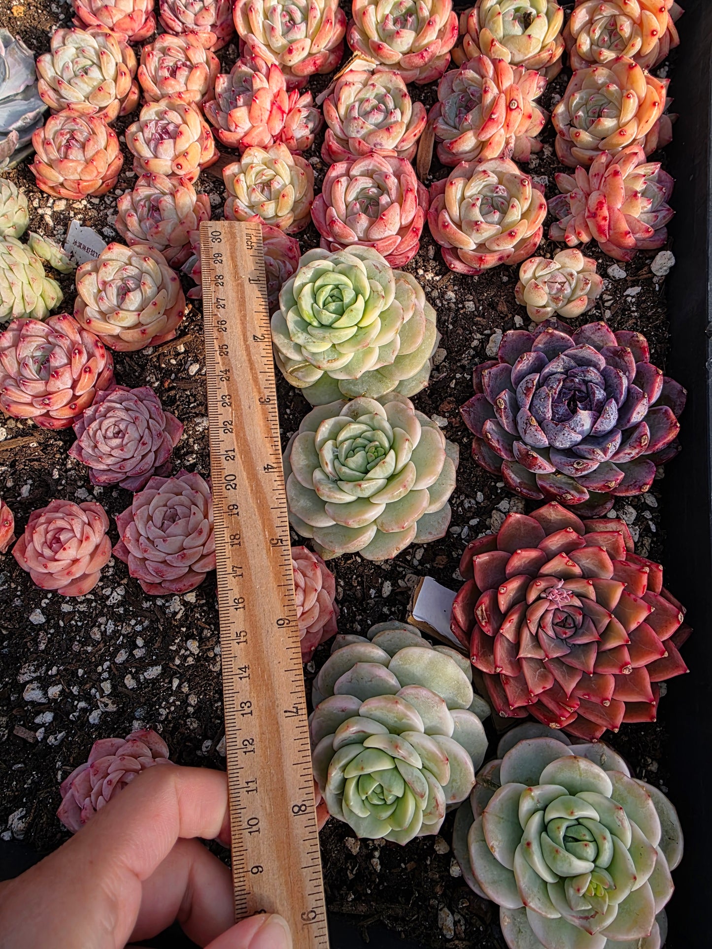 Imported Pudge var 1pc