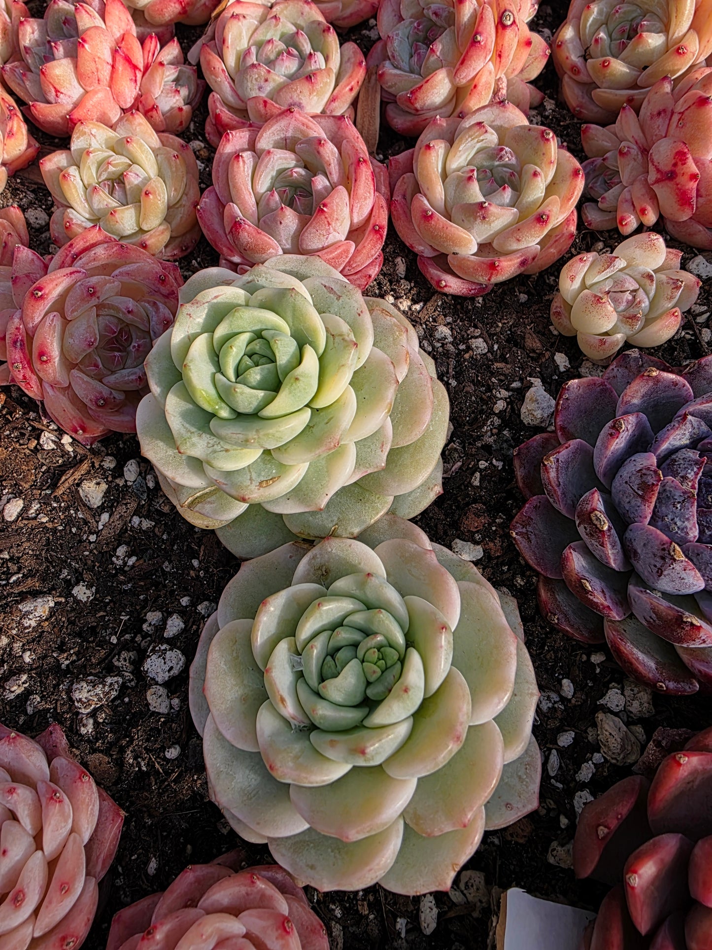 Imported Pudge var 1pc