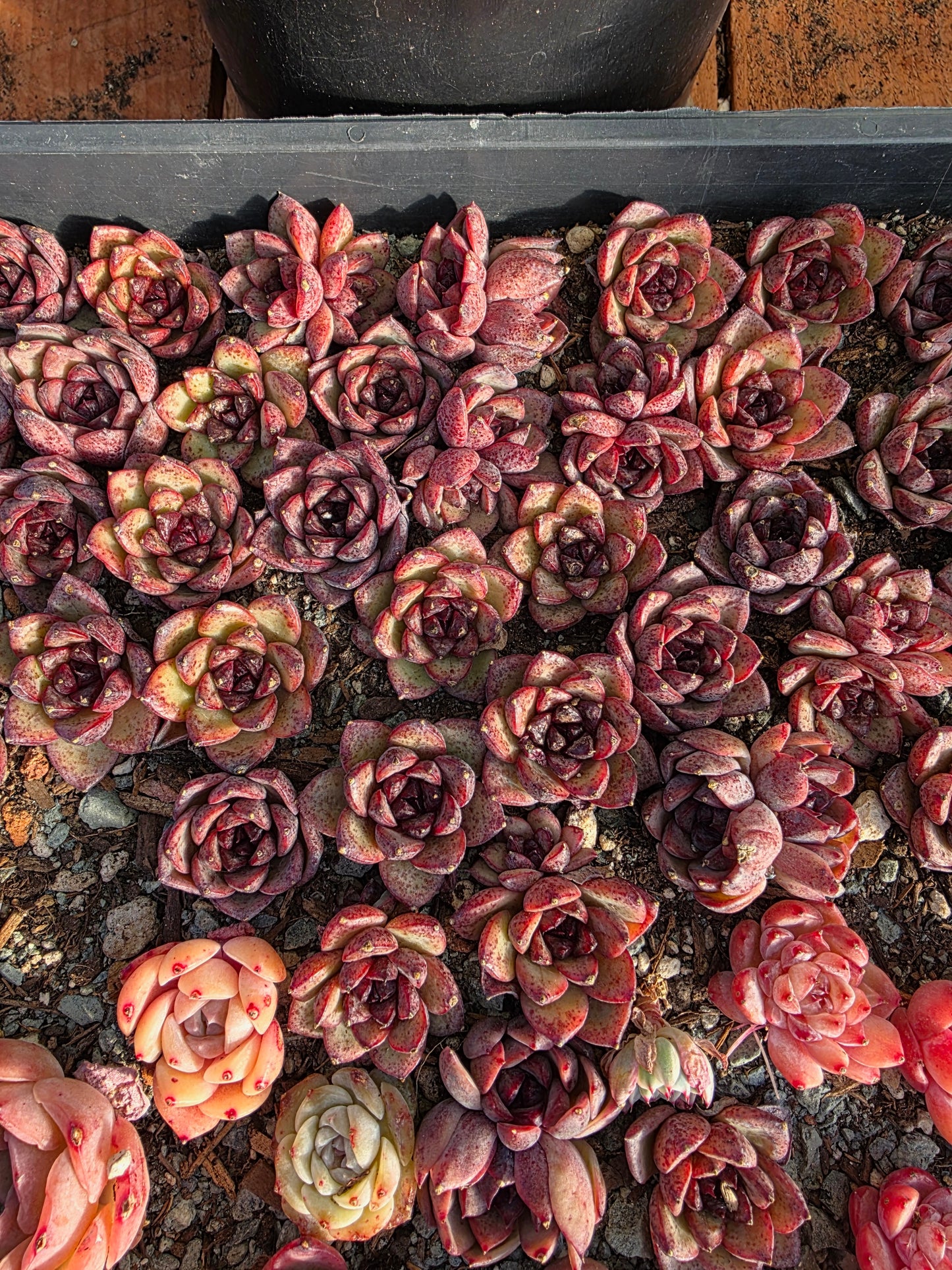 Imported black crystal 5pcs