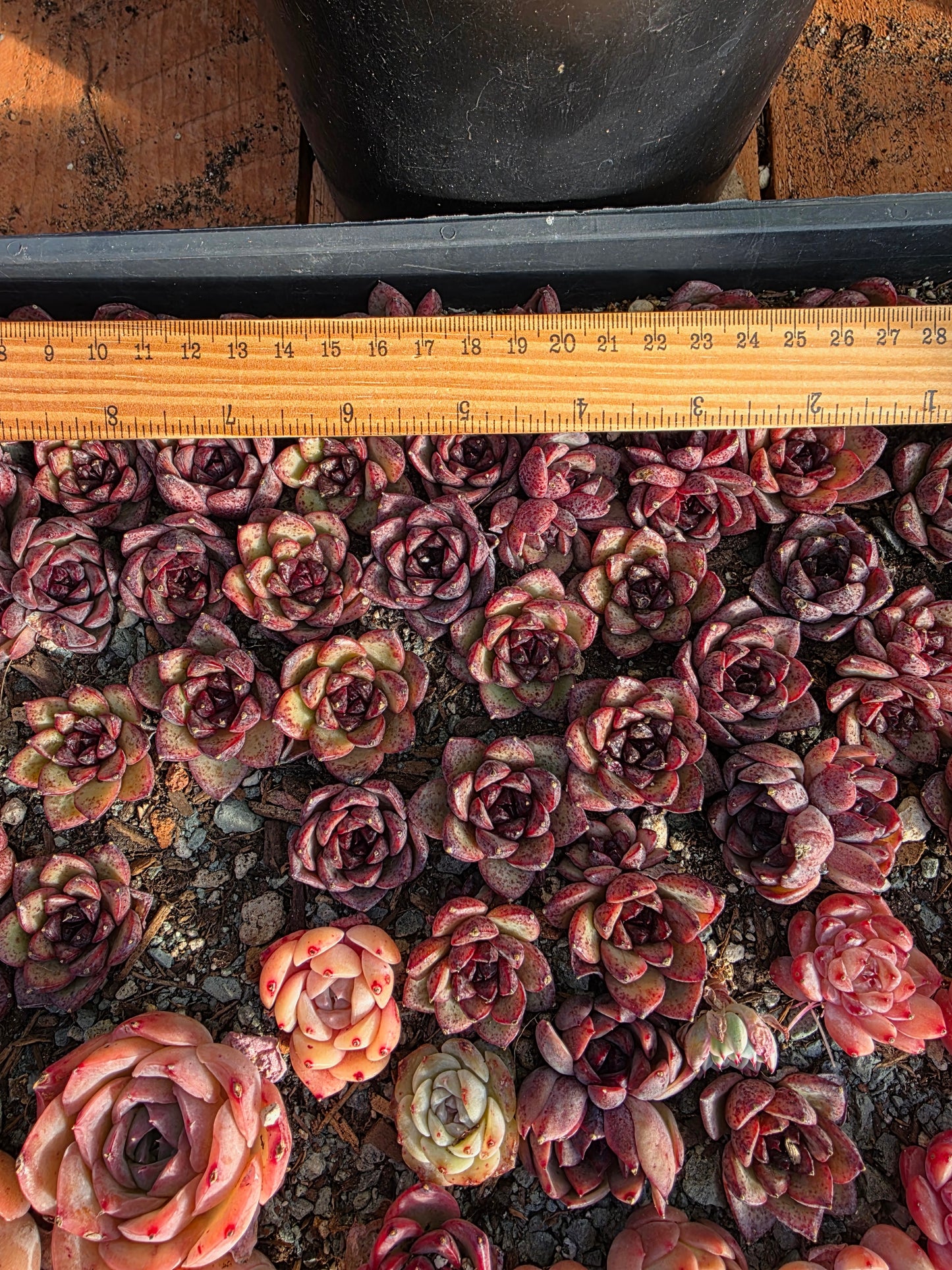 Imported black crystal 5pcs