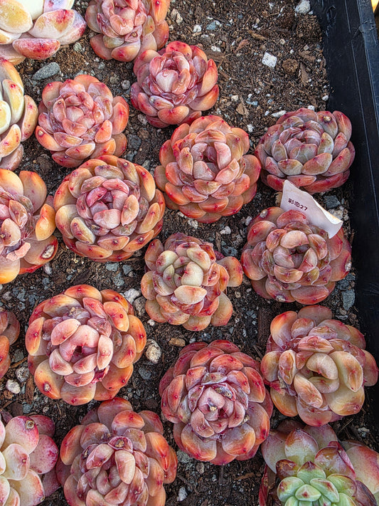 Imported rainbow lover 1pc